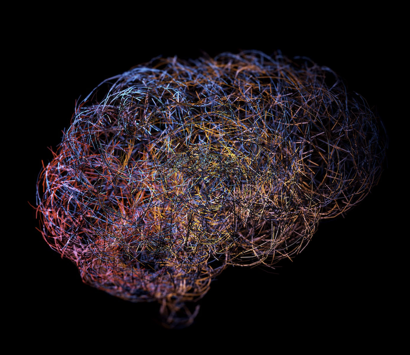 Brain